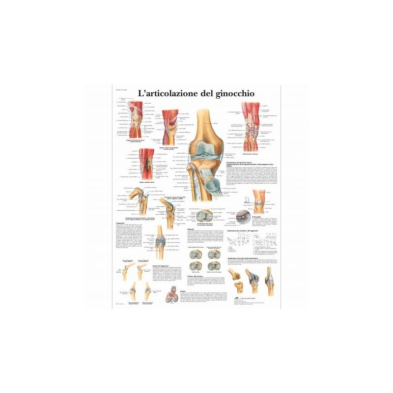 3B Scientific, tavola anatomica, L'articolazione del ginocchio (cod, VR4174UU)