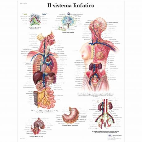 3B Scientific tavola anatomica Poster Il Sistema Vascolare cod VR4353L