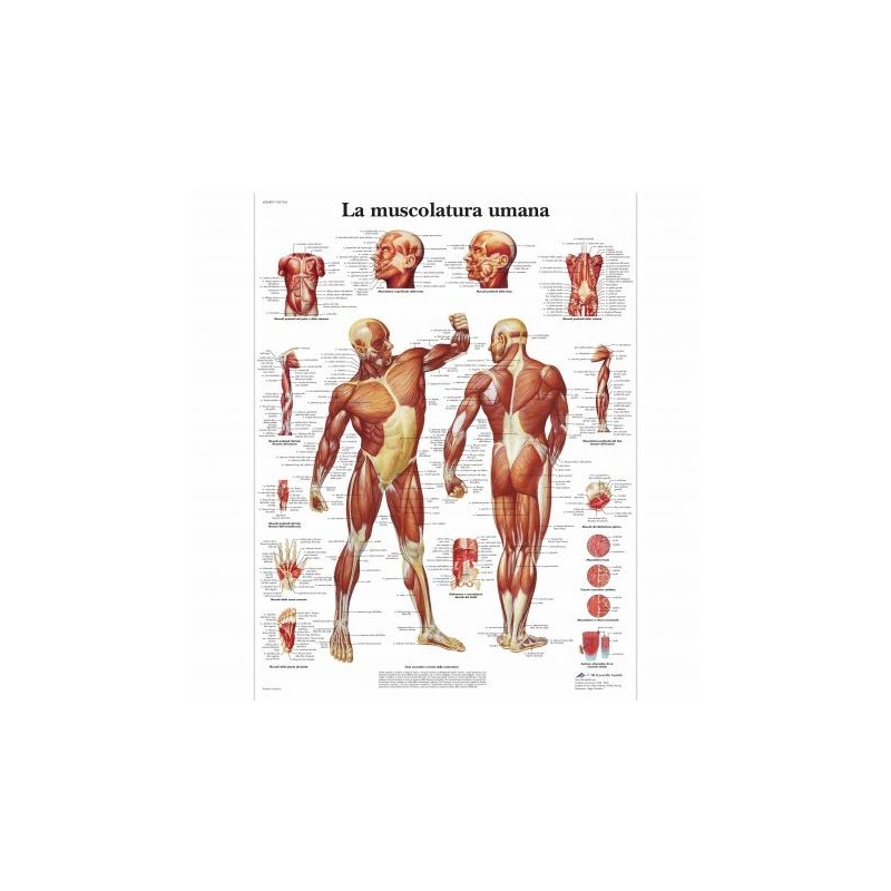 3B Scientific, tavola anatomica, La muscolatura umana (cod, VR4118L)