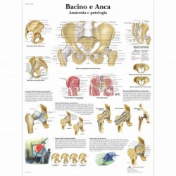 Poster di anatomia, tavole anatomiche, poster medicina, vendita online