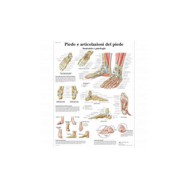 3B Scientific, tavola anatomica,Piede e articolazione del piede (cod, VR4176UU)