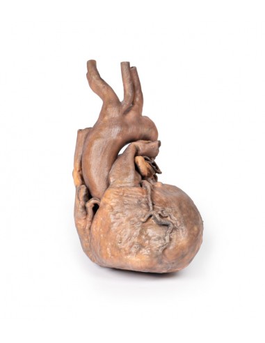 Dissezione del cuore umano Erler Zimmer 3D anatomy Series MP1123