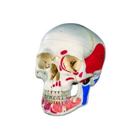 Cranio Umano