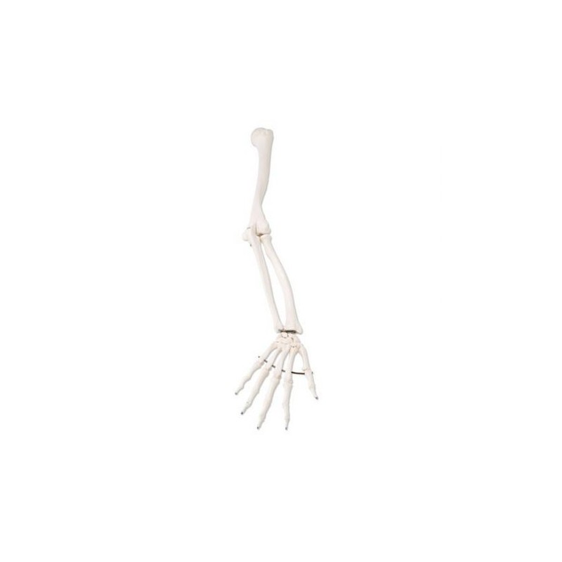 Modello anatomico di scheletro del braccio  3B Scientific A45/R
