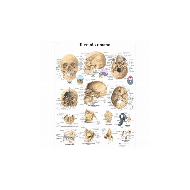 3B Scientific, tavola anatomica, Il cranio umano (cod, VR4131UU)