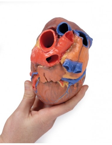 Cuore completo Erler Zimmer 3D anatomy Series