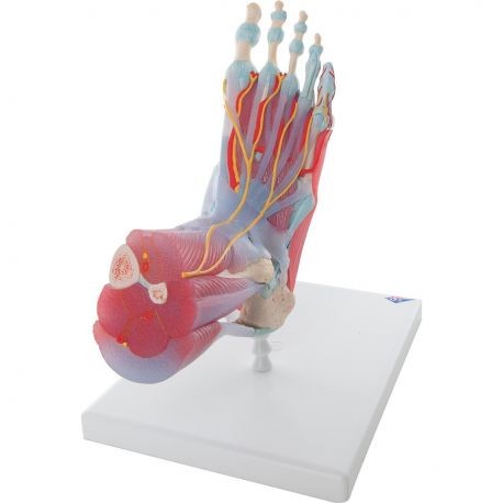 Modello di scheletro del piede con legamenti e muscoli 3B Scientific M34 1