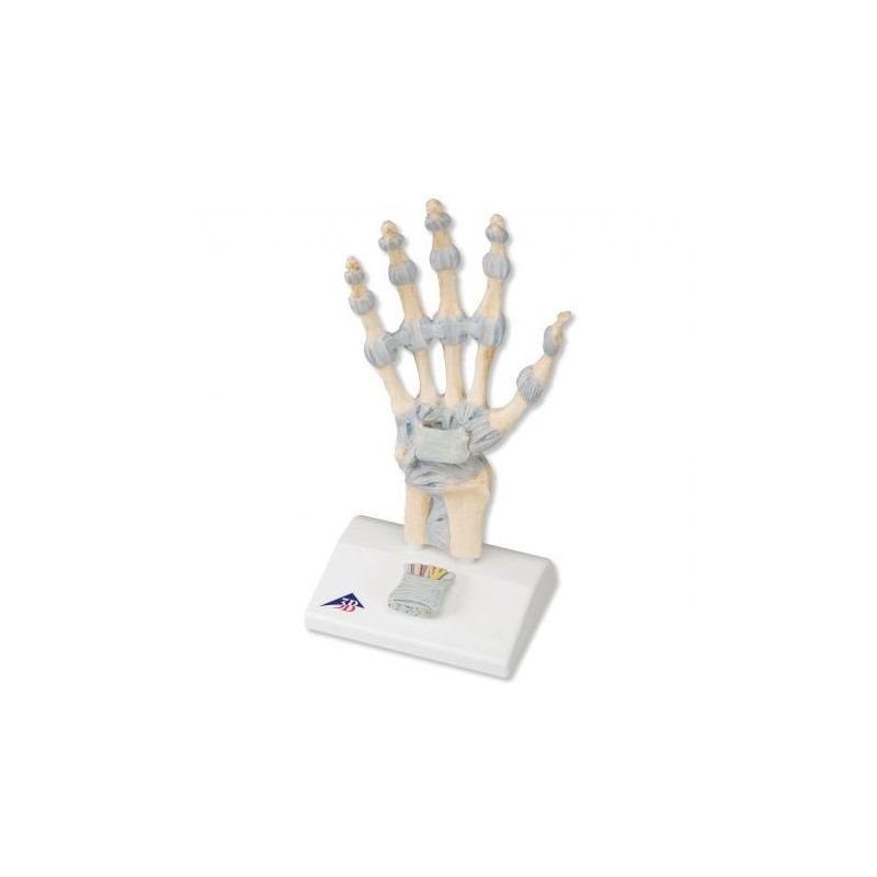 Modello di scheletro della mano con legamenti e tunnel carpale M33