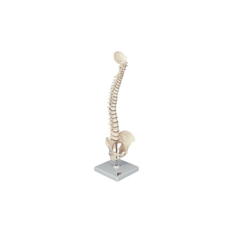 Mini colonna vertebrale elastica 3B Scientific A18/20