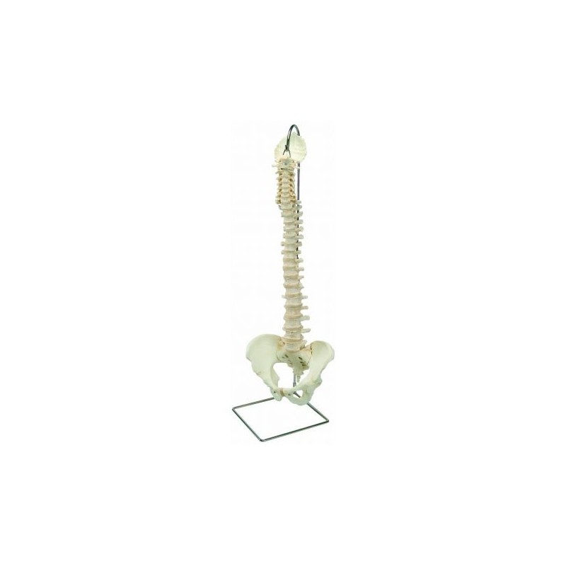 Colonna vertebrale 3B Scientific a montaggio flessibile 3B BONElike A794