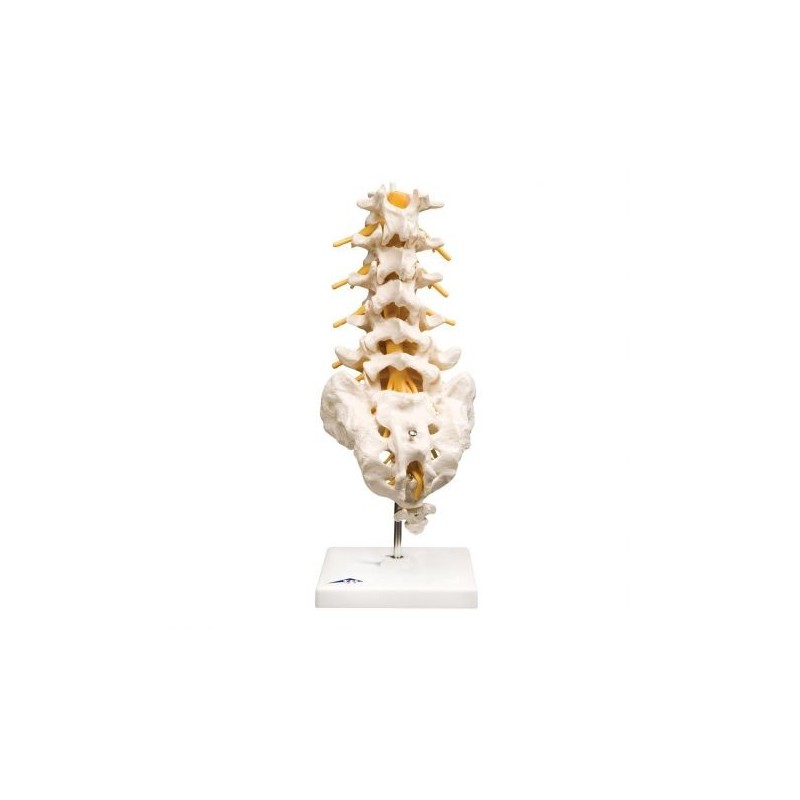 3B Scientific, modello anatomico di colonna vertebrale lombare  A74