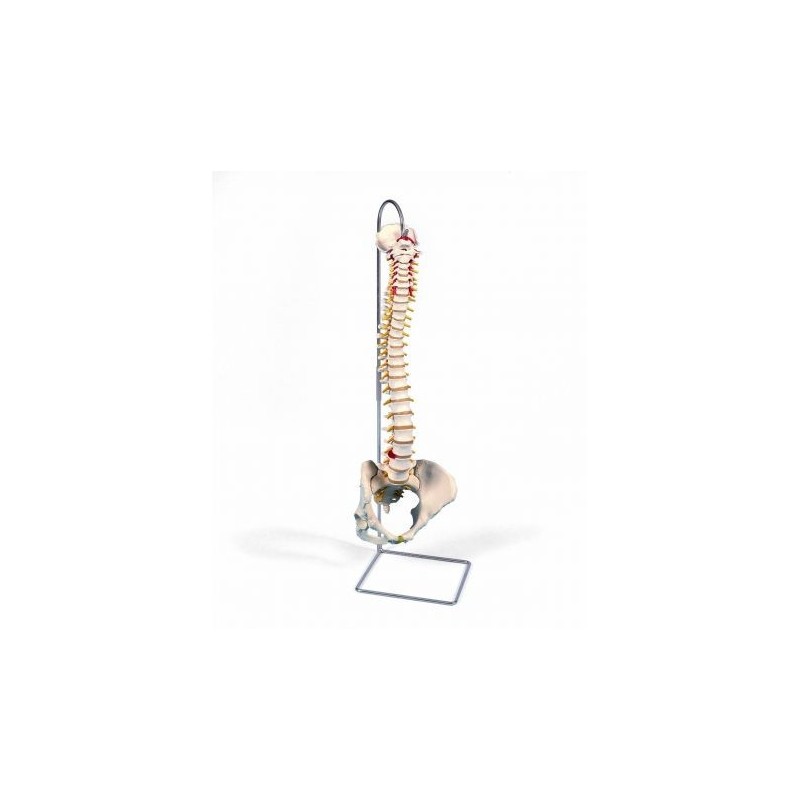 3B Scientific, Colonna vertebrale flessibile classica, con bacino femminile A58/4