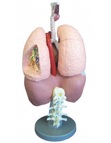 Erler Zimmer, modello anatomico di...