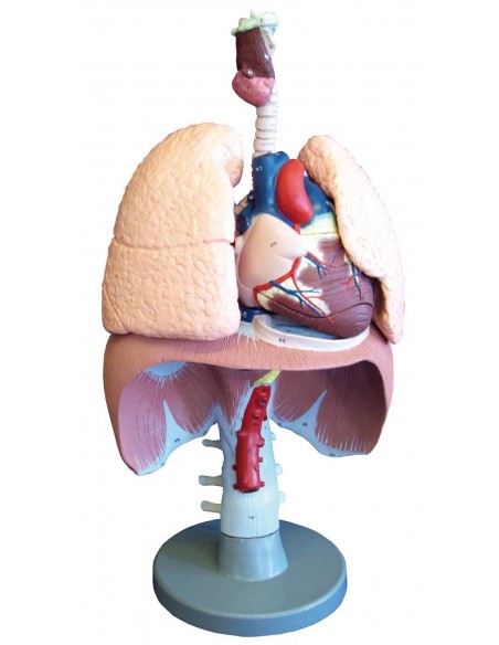 Erler Zimmer, modello anatomico di organi del sistema respiratorio, G410