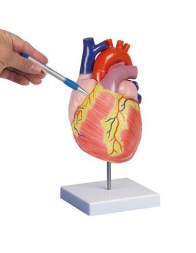 Erler Zimmer, modello anatomico  del cuore, ingrandito di due volte, scomponibile in 2 parti G212