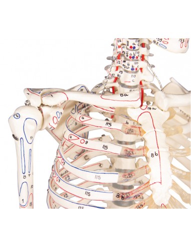 Erler ZImmer, modello anatomico in scala ridotta di scheletro umano, con  inserzioni muscolari 3035