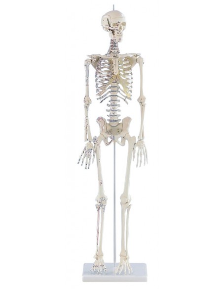 Modello anatomico in scala di scheletro umano, inserzioni muscolari