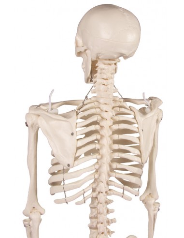 Erler Zimmer, modello di scheletro didattico Tom, grandezza dimezzata