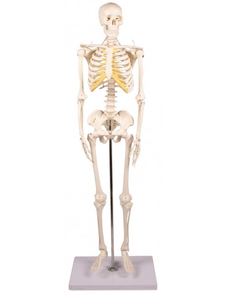 Erler Zimmer, modello di scheletro didattico Tom, a grandezza dimezzata 3032