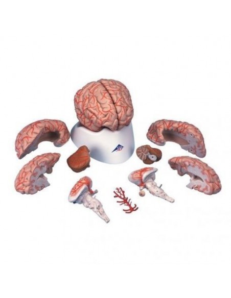 3B Scientific, modello anatomico di lusso di cervello, con arterie, scomponibile in 9 parti C20