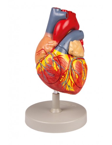 Modello anatomico di cuore,...