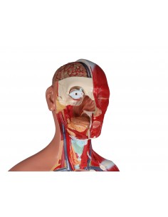 LBMED Bundle Modelli Anatomia Umana,Modello Anatomia del Busto Umano 3D  Senza Genere con 40 Organi Rimovibili,Gli Organi Interni Sono Chiaramente