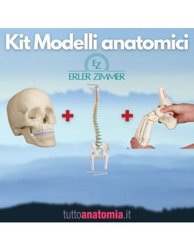 Kit Cranio bianco 22 parti + Colonna...