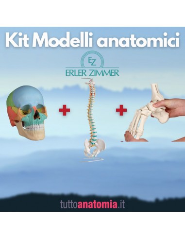 Kit Cranio colorato 22 parti +...