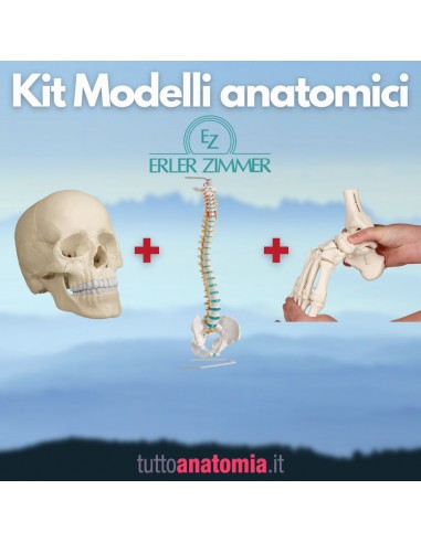 Kit Cranio bianco 22 parti + Colonna...