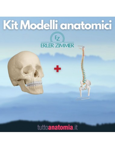 Offerta Cranio bianco scomponibile in...