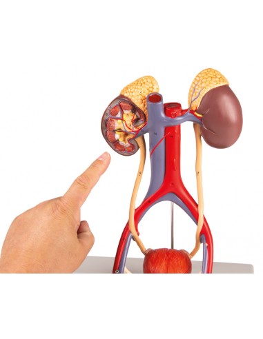 Modello anatomico di apparato...