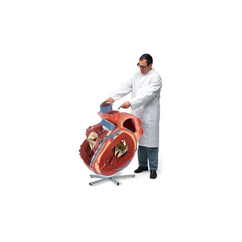 3b Scientific, Modello anatomico di cuore gigante, ingrandito 8 volte VD250