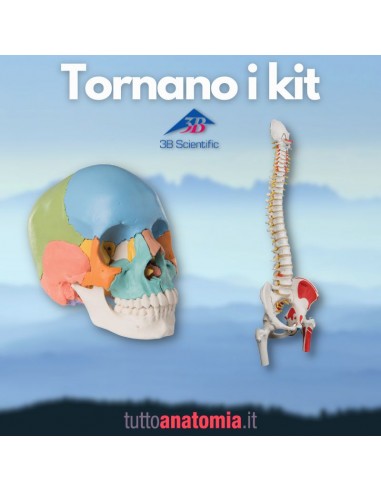 Offerta Ossa 3B Scientific: Cranio...