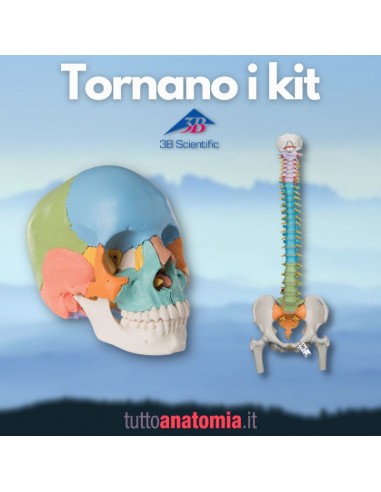 Offerta Ossa 3B Scientific: Cranio...