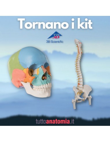 Offerta Ossa 3B Scientific: Cranio...