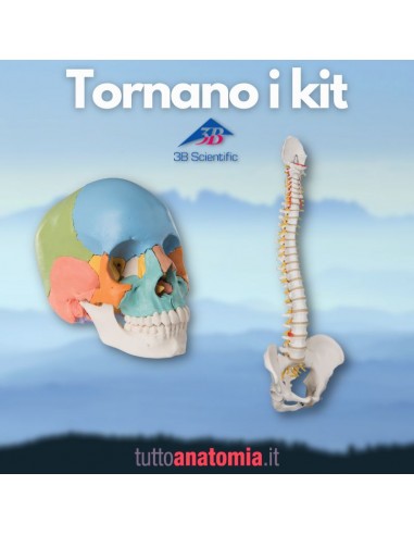 Offerta Ossa 3B Scientific: Cranio...