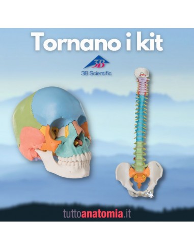 Offerta Ossa 3B Scientific: Cranio...