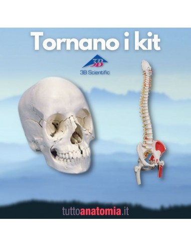 Offerta Ossa 3B Scientific: Cranio...