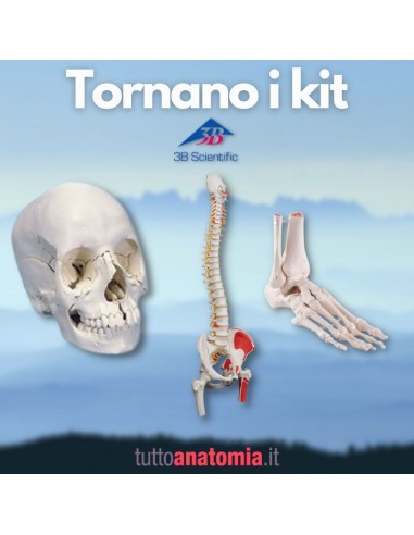 Offerta Tris Ossa 3B Scientific:...