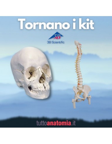 Offerta Ossa 3B Scientific: Cranio...