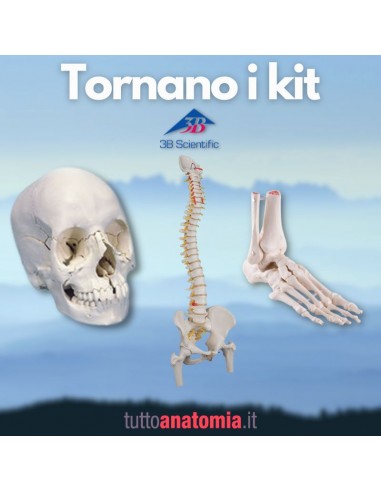 Offerta Tris Ossa 3B Scientific:...