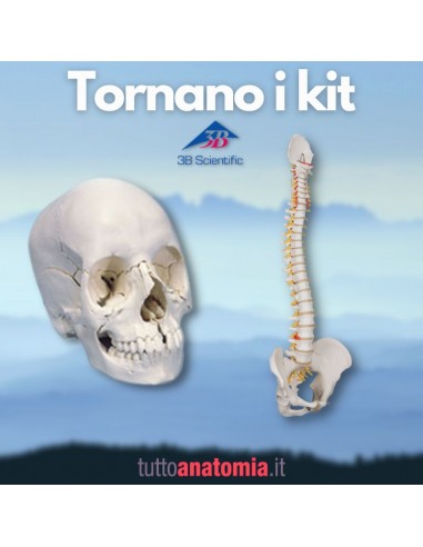 Offerta Ossa 3B Scientific: Cranio...