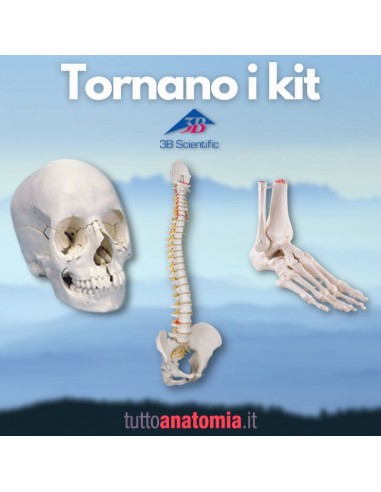 Offerta Tris Ossa 3B Scientific:...