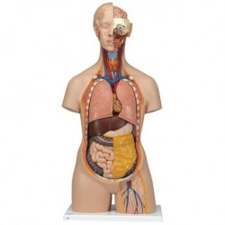 Modello anatomico di scheletro - A10 - 3B Scientific - di corpo intero / ad  uso didattico / in plastica