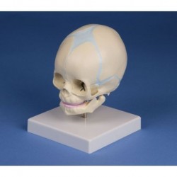 Modello anatomico dello scheletro di feto articolato Mediprem a 183,00 €