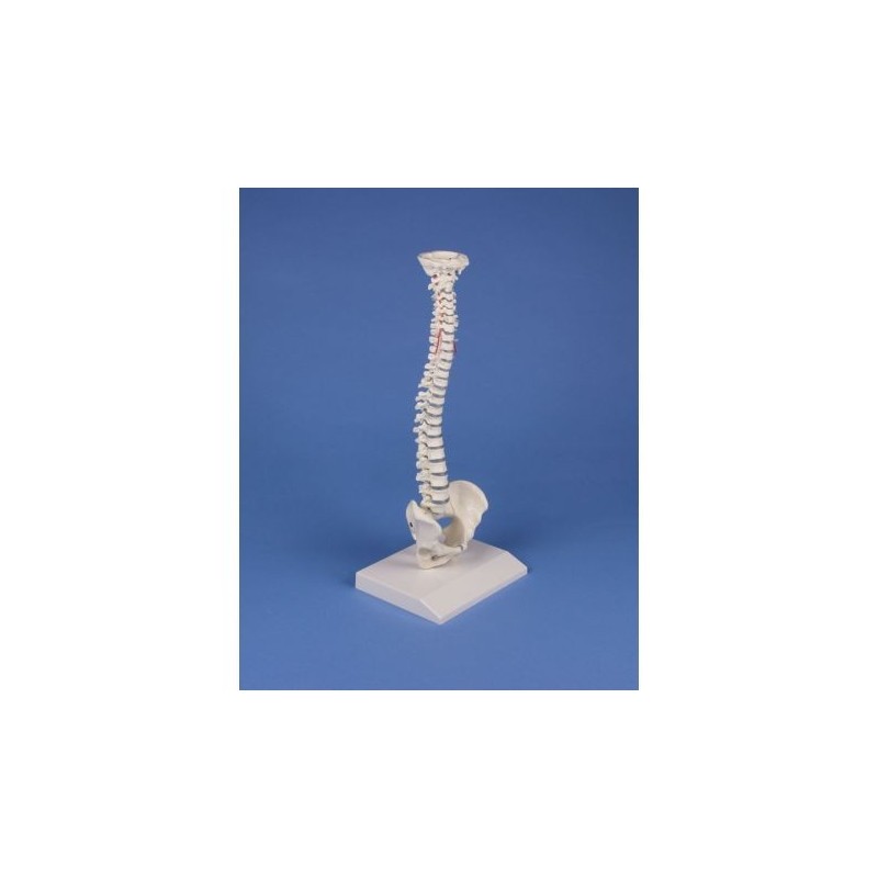 Erler Zimmer, colonna vertebrale elastica in miniatura 4001