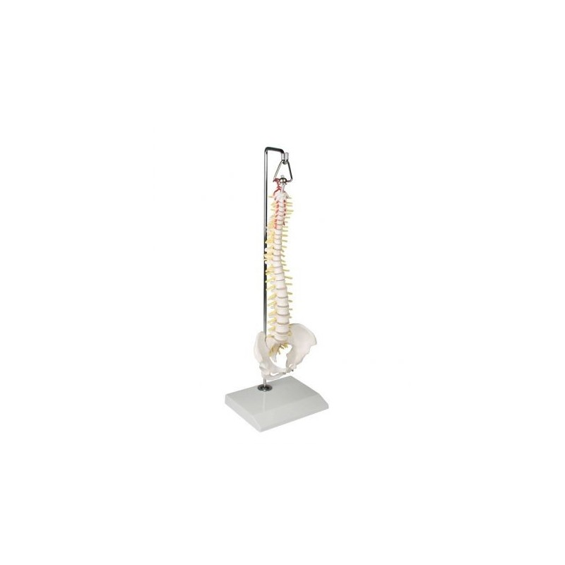 Erler Zimmer, colonna vertebrale elastica in miniatura, su stand in metallo 4002