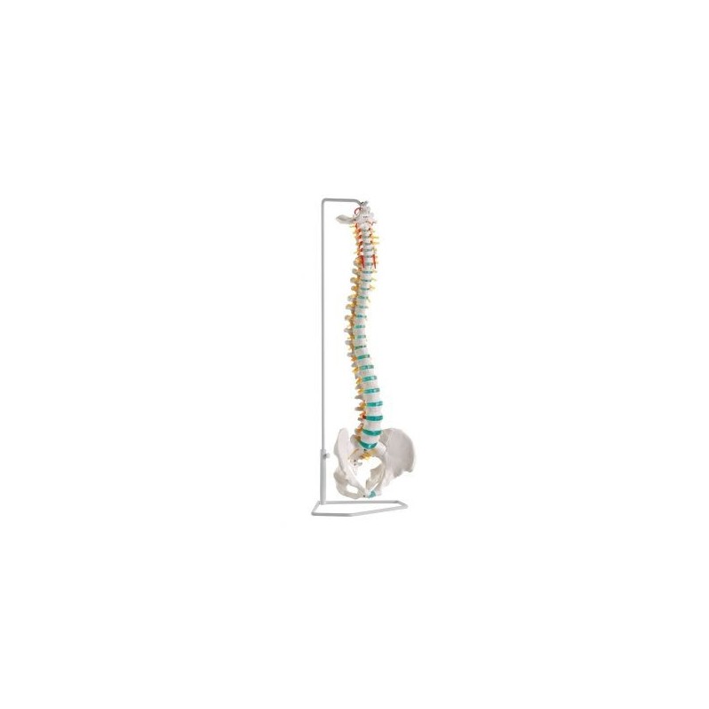 Erler Zimmer, modello di colonna vertebrale flessibile classica con bacino A250