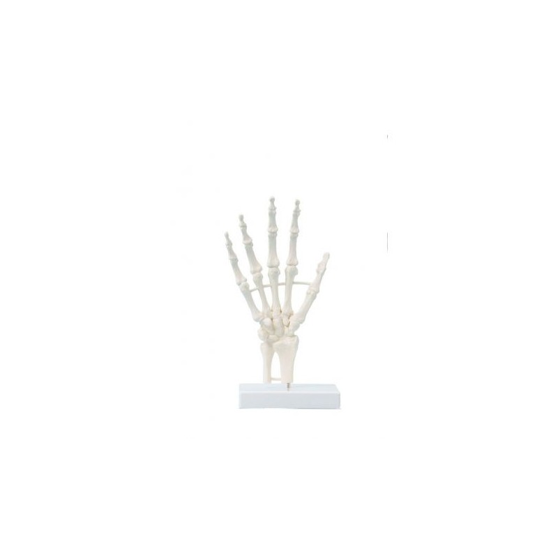 Erler Zimmer, modello anatomico di scheletro della mano  6040
