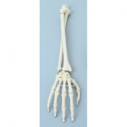 Modello di Scheletro umano Sam con legamenti articolari e muscoli